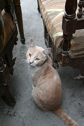 Gatto egiziano